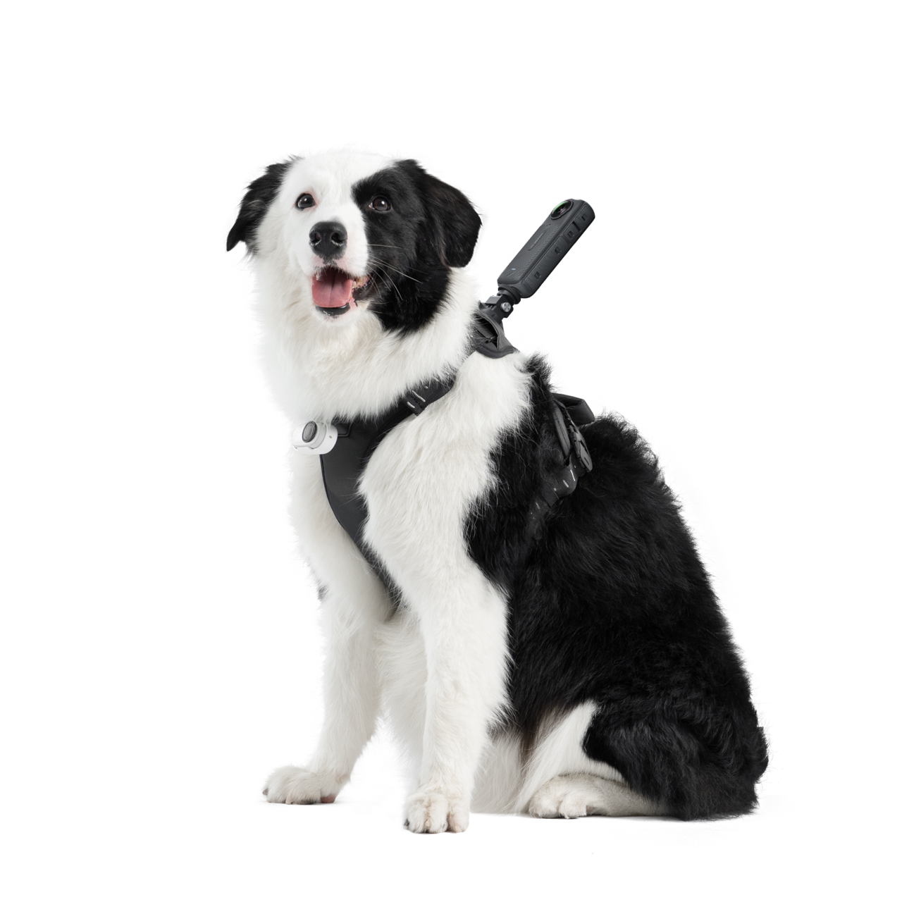 Pet Harness Mount Size L - Insta360 Store