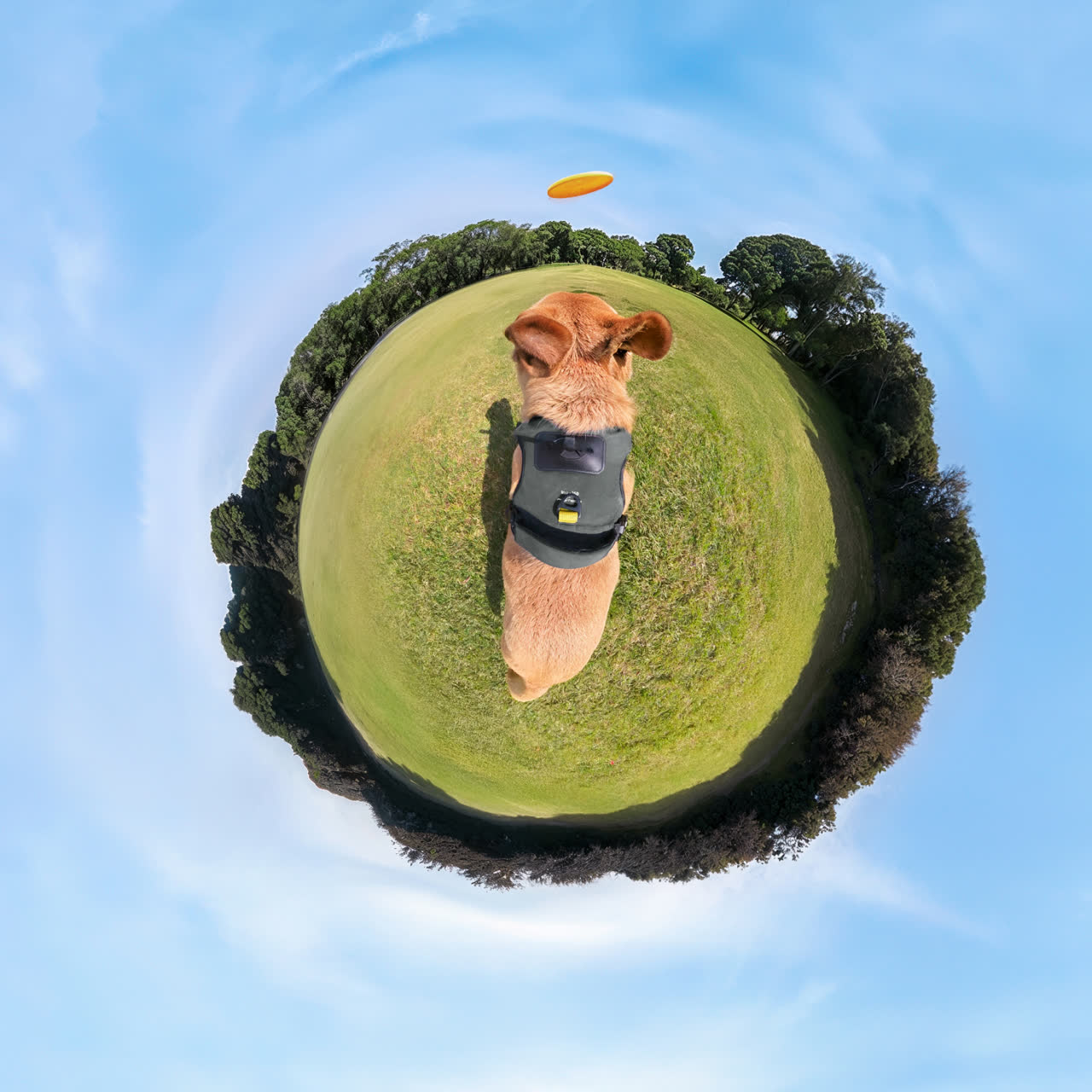 Pet Harness Mount Size L - Insta360 Store - Image 11