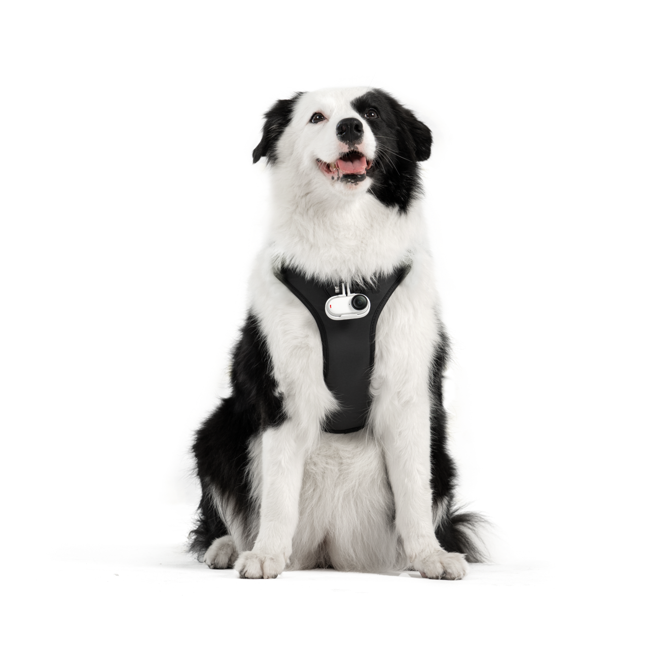 Pet Harness Mount Size L - Insta360 Store - Image 2