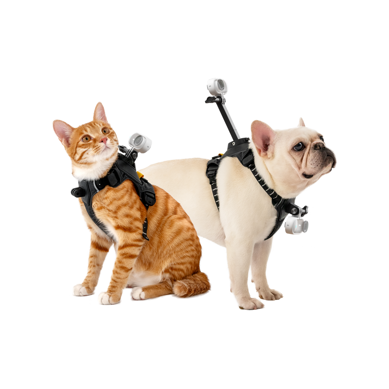 Pet Harness Mount - Accessories - Insta360 Store